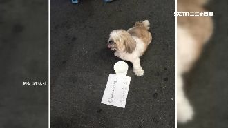 西施犬乞討晚餐錢　動保處要出手查了