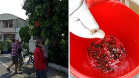 4、5月天氣逐漸轉熱，又到了荔枝椿象的繁殖期，不少校園、行道樹和民宅都被荔枝椿象入侵。彰化和美鎮仁愛里里長黃合志在臉書分享一招「椿象蟲防治」，沒想到竟是泰國籍移工的抓捕。其他網友看到後，搞笑直呼「看來椿象的天敵不是平腹小蜂，是泰勞！」（圖／翻攝自黃合志臉書）