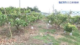 批發商賤賣芒果　枋寮果農擬北上抗議