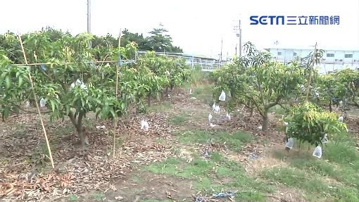 一生中必吃的水果為何？網狂推這一顆