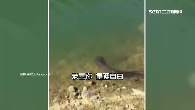 砸錢放生龍族後裔　竟只為了積福報