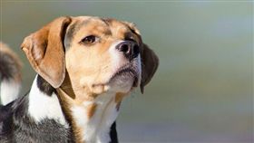 -狗-毛小孩-毛孩子-寵物-圖／攝影者MR photography., flickr CC License（https://www.flickr.com/photos/itslegitx/6265817497/）