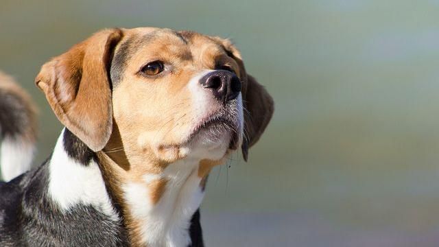森林遊樂區犬貓禁入　最重可罰一百萬