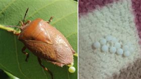 荔枝椿象。合成圖／農委會、PTT