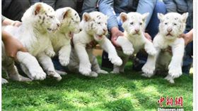 中國大陸,大陸,山東,野生動物世界,雪虎,5胞胎,雪虎寶寶,五嶽山（圖／翻攝自《中新網》）