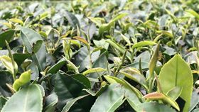 新北市農業局,林口春季龍壽茶,龍壽茶