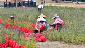 台中花博，大安水蓑衣（台中市政府提供）