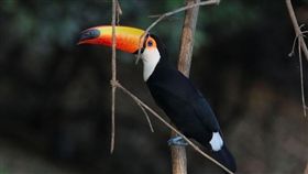 托哥巨嘴鳥（圖／翻攝自維基百科）