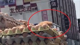 近日天氣逐漸轉熱，就連小雞都受不了啦！有一輛載滿上千顆雞蛋的貨車行駛在路上，但疑天氣太熱，小雞竟「破殼而出」，在雞蛋上活蹦亂跳。其他網友看到後，紛紛搞笑地說「再曬一下就變雞塊啦！」（圖／翻攝自臉書）