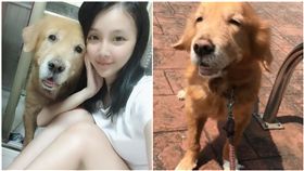  高雄，黃金獵犬，布丁，骨刺，可愛，狗（圖／臉書　李妡蕾）