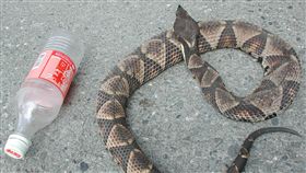 台東地區天氣炎熱　當心毒蛇（2）台東地區近日高溫炎熱，蛇類出沒頻繁，且愛闖入民宅陰暗處避暑。台東縣消防局提醒民眾多加留意，若不慎遭蛇吻，應冷靜辨識為哪種蛇類，有利醫生第一時間注射正確血清。圖為百步蛇。（檔案照片）中央社記者盧太城台東攝　107年5月21日