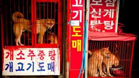 韓國人食用狗肉習俗 圖／翻攝自臉書Korean K9 Rescue