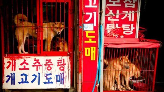首爾狗肉店大量倒閉　歸功南韓年輕人
