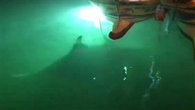 漁船捕鬼蝠魟網友求救／翻攝爆料公社