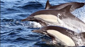  比人忠心！烏克蘭海豚被俄軍捕　拒聽命絕食自刎