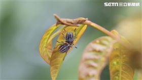 這淡綠色的卵好煩人！別用手抓荔枝椿象（圖／農委會）
