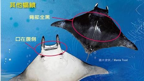 陳其邁連夜打電話　鬼蝠魟脫困回大海