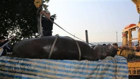 河馬阿河／取自林佳龍臉書