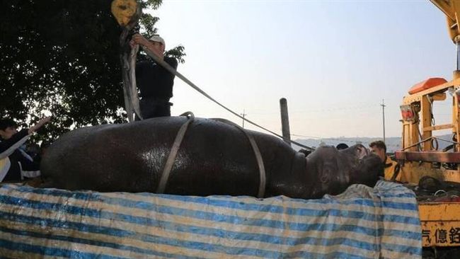 阿河之死撼全台　展演動物入動保法