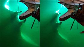 鬼蝠魟,澎湖,漁船,船長,放生／爆料公社