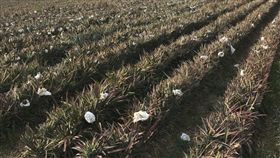 台南鳳梨產季近尾聲　產量增價格親民台南市是台灣主要鳳梨產地之一，今年種植面積增加，產量相對提高，因此價格稍下跌。鳳梨採收季接近尾聲，產季預計6月初結束。（台南市政府農業局提供）中央社記者楊思瑞傳真　107年5月21日