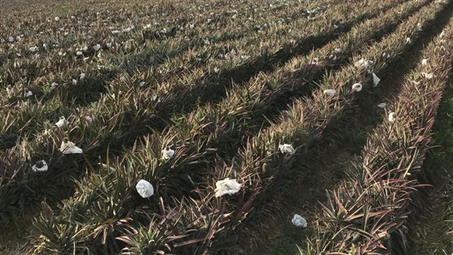 台南鳳梨產季近尾聲　產量增價格親民