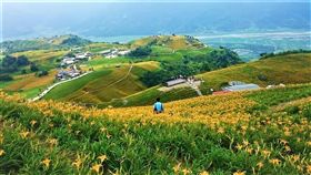 ▲金針花季。（圖／Tripbaa趣吧！亞洲自由行專家）