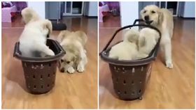 狗,黃金獵犬,狗肉湯,廣告,手機,包包,鍋子,反擊（圖/翻攝自哈哈寵物臉書）