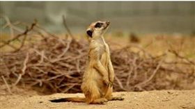 「動物明星」狐獴札拉被摔死，許多人難過不已！(圖／翻攝自動物園長托可維克斯(Tamas Tokovics)的臉書)


