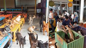 流浪狗,流浪動物／徐文良（徐園長護生園）臉書