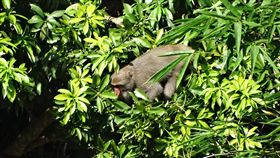 林聰賢提獼猴送離島　學者：非治本之道台灣獼猴危害農作物嚴重，農委會主委林聰賢提出將獼猴送離島野放的方法。屏東科技大學野生動物收容中心主任蘇秀慧表示，野放獼猴到離島不是治本之道。（滿州鄉公所提供）中央社記者郭芷瑄傳真　107年5月22日