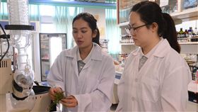 花蓮奇美部落野生海金沙  研製防曬乳創商機花蓮慈濟科技大學「農情覓藝加值東台灣」計畫，團隊師生發現海金沙草具有清熱、解毒、消腫效果，經過實驗室萃取提煉後，能開發出防曬乳和保濕面膜產品。計畫主持人劉威忠說，希望結合當地泛舟產業，將開發產品成為當地伴手禮，開創部落商機。（慈濟科技大學提供）中央社記者李先鳳傳真  107年5月22日