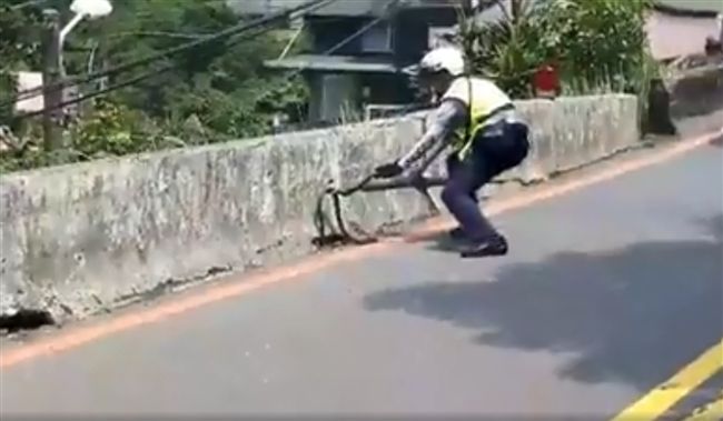 女警搬移擋路大蛇！駕駛齊按喇叭感謝