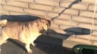 這隻巴哥好呆萌！狂舔「影子水」解渴