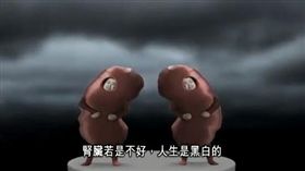 -腎臟-腎結石-腎病-（圖／翻攝自YouTube-TheHealth99
頻道）