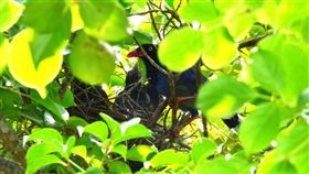 佛光大學藍鵲護雛心切　空襲路過師生宜蘭佛光大學近期發現一對台灣藍鵲，在校園內的樹上築巢，養育5隻幼鳥。由於正值繁殖期，鳥爸、鳥媽護子心切，常常對經過的師生們進行「空襲」，師生經過時都要小心翼翼。（佛光大學提供）中央社記者沈如峰宜蘭傳真　107年5月24日