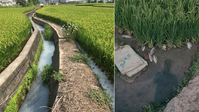 毒米吃下肚？台中稻田驚見「牛奶河」