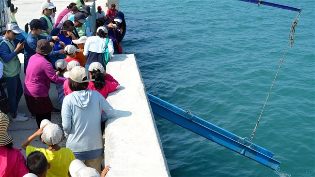 增漁業資源　台電澎湖放流黑鯛魚苗