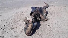 英國海灘驚現巨大神秘海怪,海洋生物,怪屍（圖／翻攝自推特）