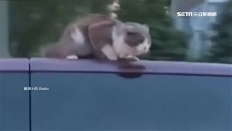 小貓驚現高速車頂　民眾：真的九條命