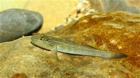 花蓮吉哈拉艾友善耕作　吸引大吻(魚蝦)虎洄游花蓮富里鄉豐南村遍布水梯田，此處阿美族語稱為「吉哈拉艾（Ciharaay）」，農民長期採友善環境方式種植水稻，吸引台灣特有種「大吻(魚蝦)虎」沿溪流洄游。（花蓮林管處提供）中央社記者李先鳳傳真　107年5月23日