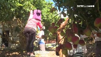 缺工採收！民眾「摘玉荷包省荷包」