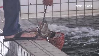 比釣龍蝦還便宜！釣場推龍虎斑吸客