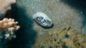 保育類,海龜,獵食,殘骸,丟棄,居民,Scuba Dive Taiwan　圖／翻攝自臉書Scuba Dive Taiwan