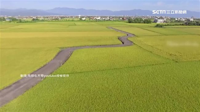 金色稻浪夏季限定！宜蘭推熱氣球觀光