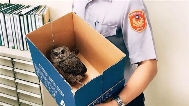迷路的貓頭鷹太可愛　連警員也被融化