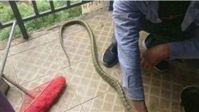 大蛇闖陸大學被煮成蛇肉湯（圖／微博）