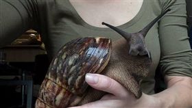 看鏡拍照的「巨無霸蝸牛」　網：小蝸！海綿寶寶在找你（圖／翻攝自爆料公社
https://www.facebook.com/162608724089621/photos/a.162626540754506.1073741828.162608724089621/422410441442780/?type=3&theater）