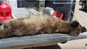 狼人（圖／翻攝自YouTube Veuer）