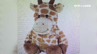 空運長頸鹿娃娃　肚藏250萬大麻花